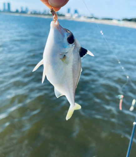 ギマの釣果