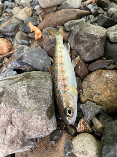 アマゴの釣果