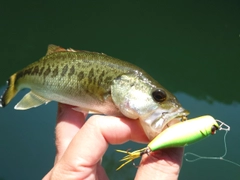 ブラックバスの釣果