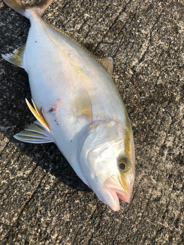 ショゴの釣果