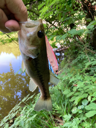 ラージマウスバスの釣果