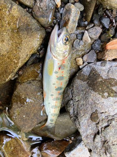 アマゴの釣果