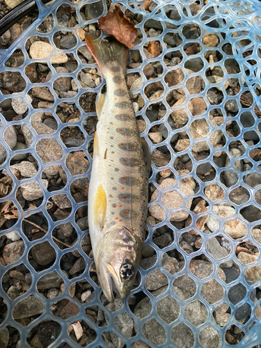 アマゴの釣果