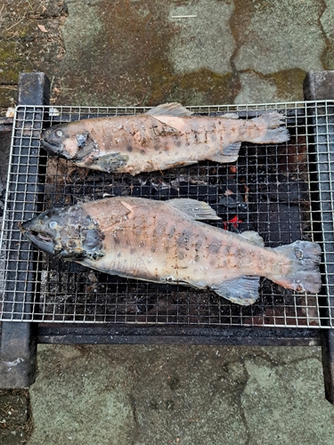 イワナの釣果