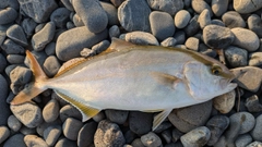 カンパチの釣果