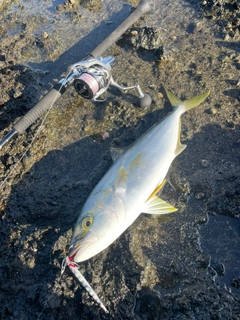 ヒラマサの釣果