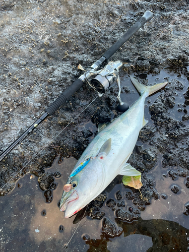 ヤズの釣果