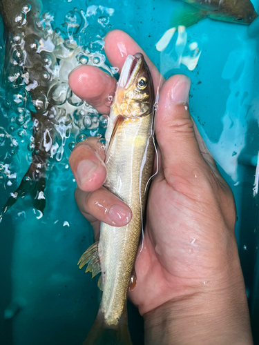 アユの釣果