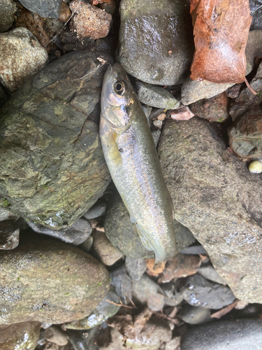 アブラハヤの釣果