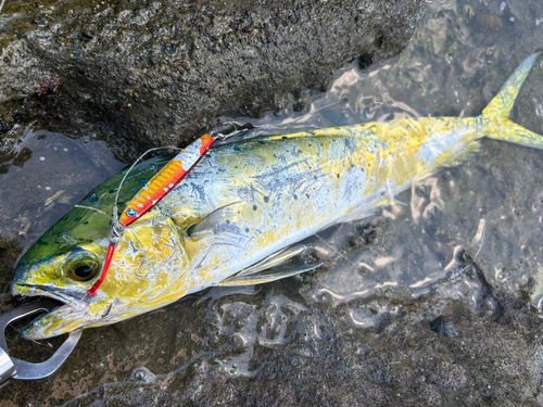 シイラの釣果