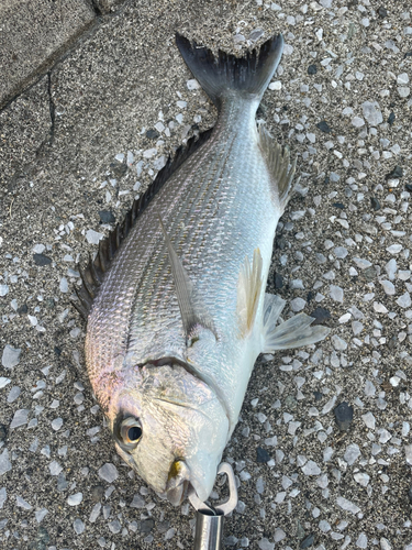 釣果