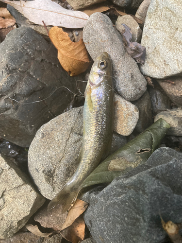 アブラハヤの釣果