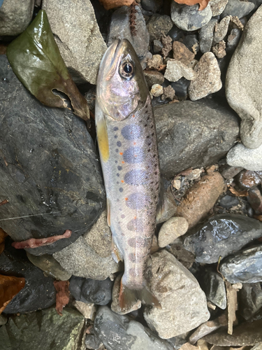 アマゴの釣果