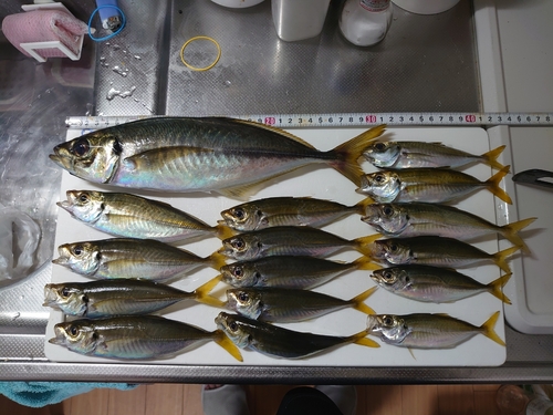 アジの釣果