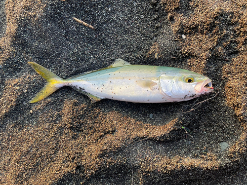 ワカシの釣果