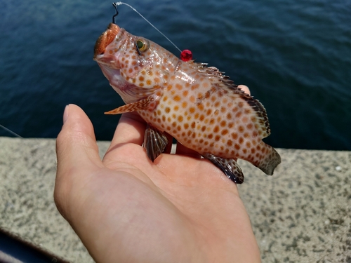 オオモンハタの釣果