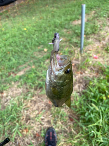 ラージマウスバスの釣果