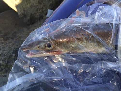 ハモの釣果