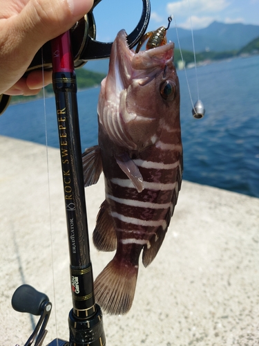 マハタの釣果