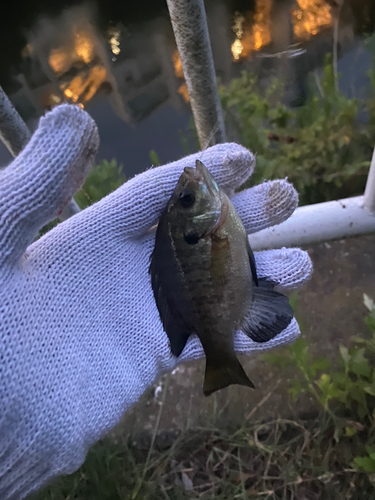 ブルーギルの釣果