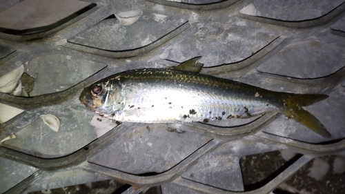 サッパの釣果