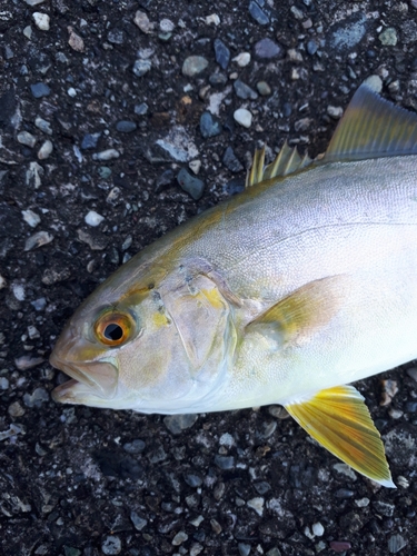 シオの釣果