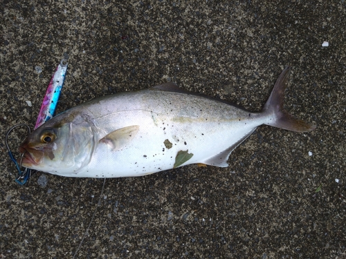 カンパチの釣果