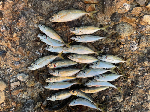 アジの釣果