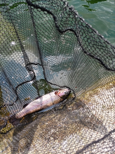 ニジマスの釣果