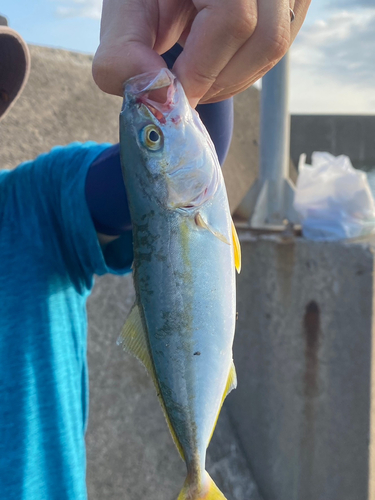 ワカシの釣果