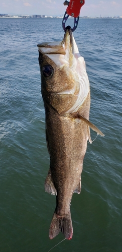 スズキの釣果