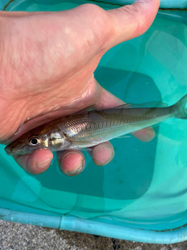 キスの釣果