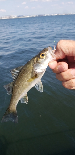 スズキの釣果