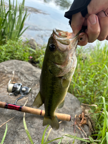 ラージマウスバスの釣果