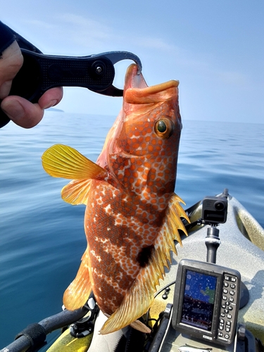 アコウの釣果