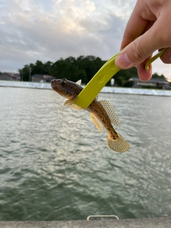 ハゼの釣果