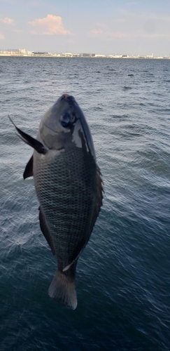 グレの釣果