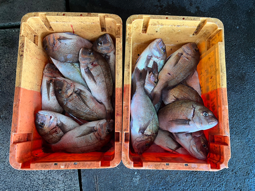 タイの釣果