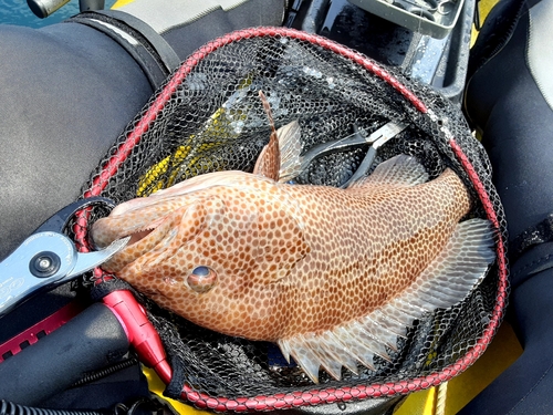 オオモンハタの釣果