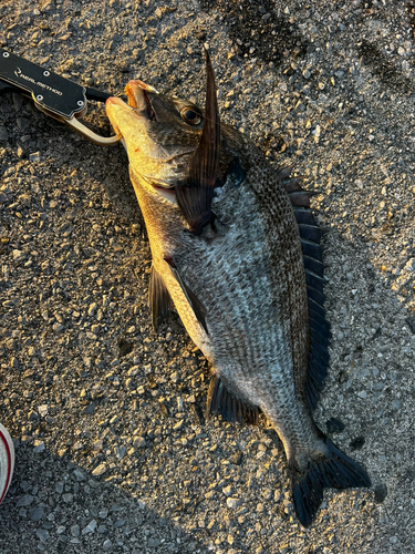 チヌの釣果