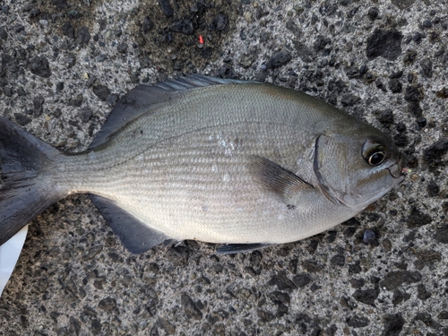 イスズミの釣果