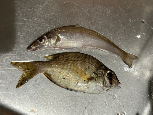 メイチダイの釣果