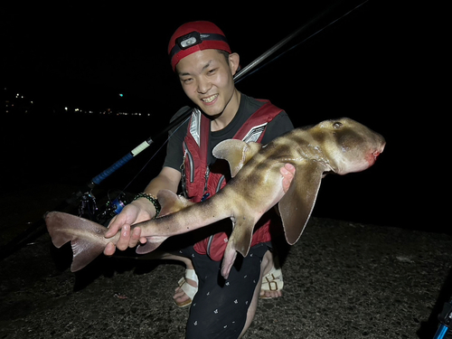 ネコザメの釣果