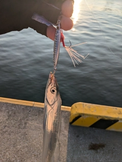 タチウオの釣果