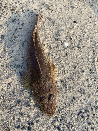 マゴチの釣果