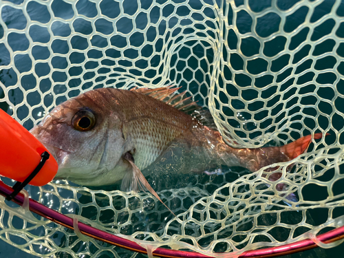 マダイの釣果