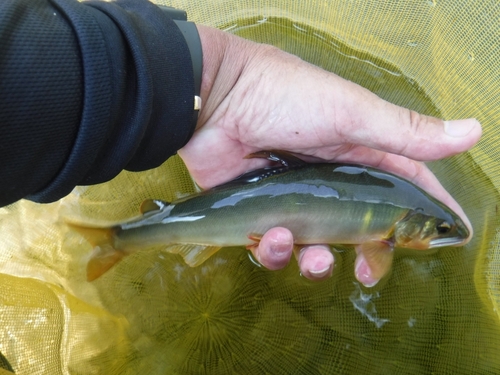 アユの釣果