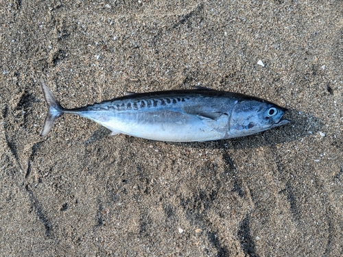 マルソウダの釣果