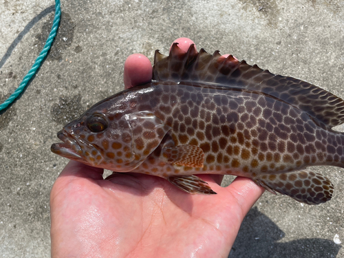 オオモンハタの釣果