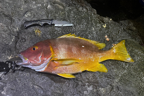 シブダイの釣果